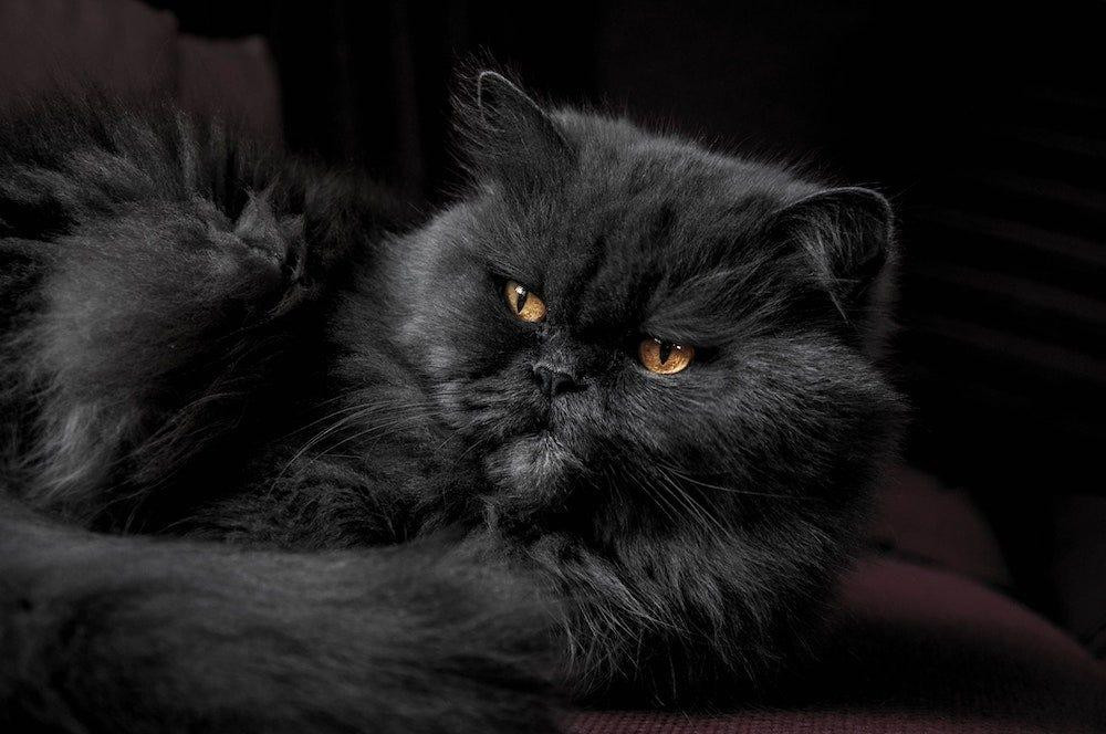 A Persian cat with striking copper eyes, highlighting its luxurious long coat and expressive face.