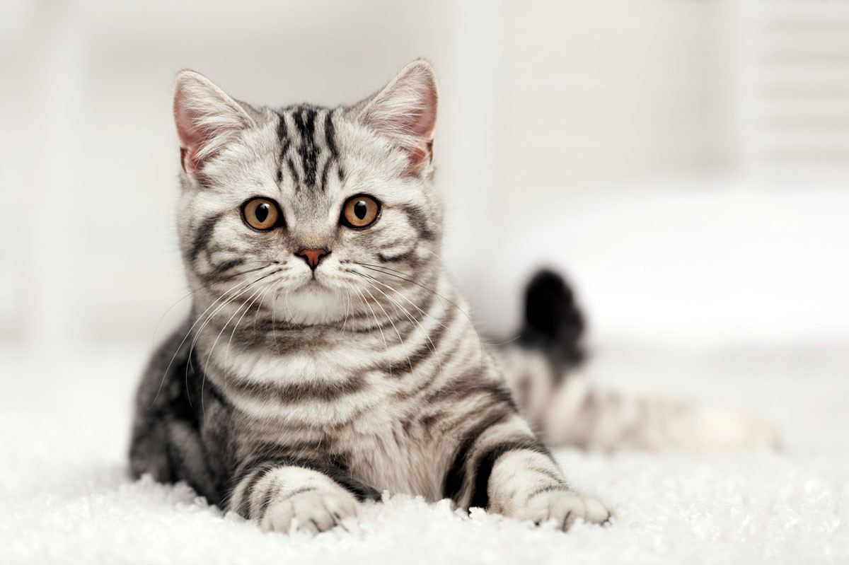 Classic tabby cat with marbled pattern