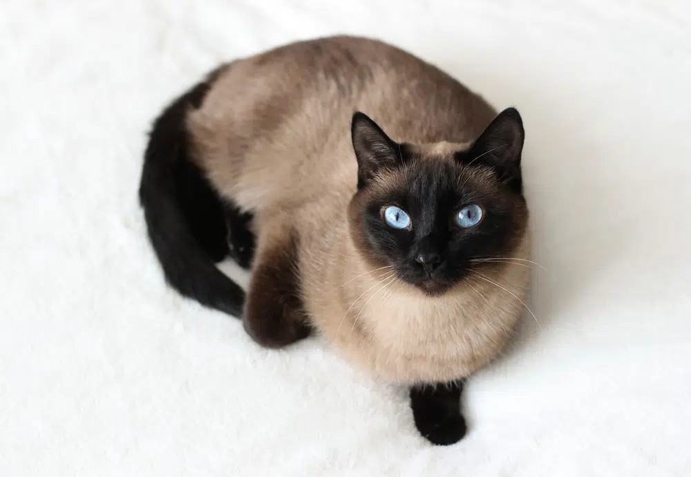 Thai Siamese point cat with blue eyes