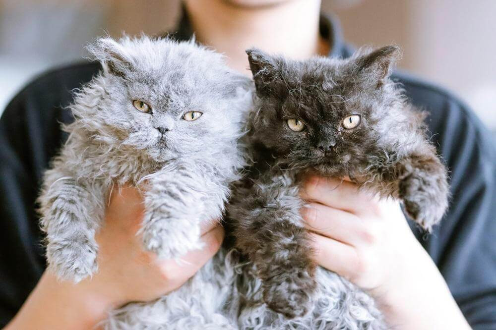 A person gently holds two Selkirk Rex kittens, one light grey and one dark grey, showcasing their curly fur.