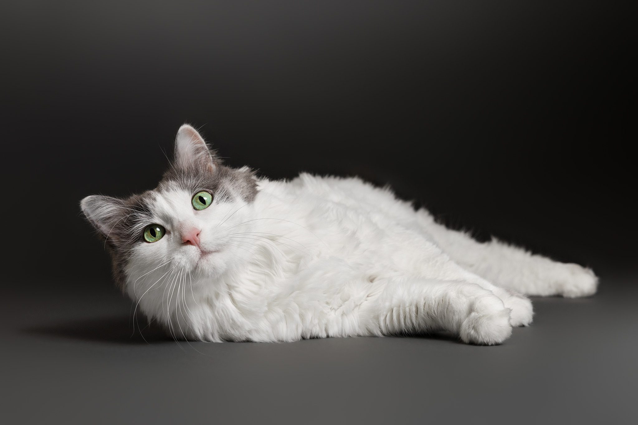 Theo posing for a professional photo of cat session in a home studio setup