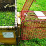 A transfer cage aligned with a drop trap, demonstrating a safe transfer setup.