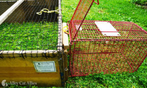 A transfer cage aligned with a drop trap, demonstrating a safe transfer setup.