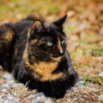 Tortoiseshell Cat