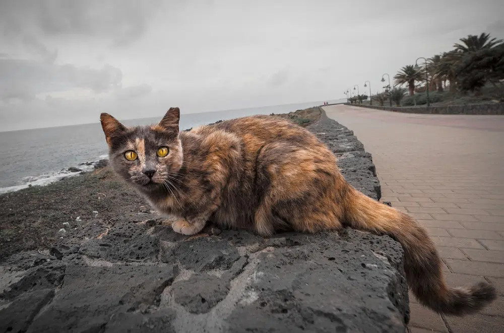 A tortoiseshell tabby cat, or torbie, with yellow eyes, sitting on a beach, displaying a mix of tortoiseshell patches and tabby stripes, especially visible on the face.