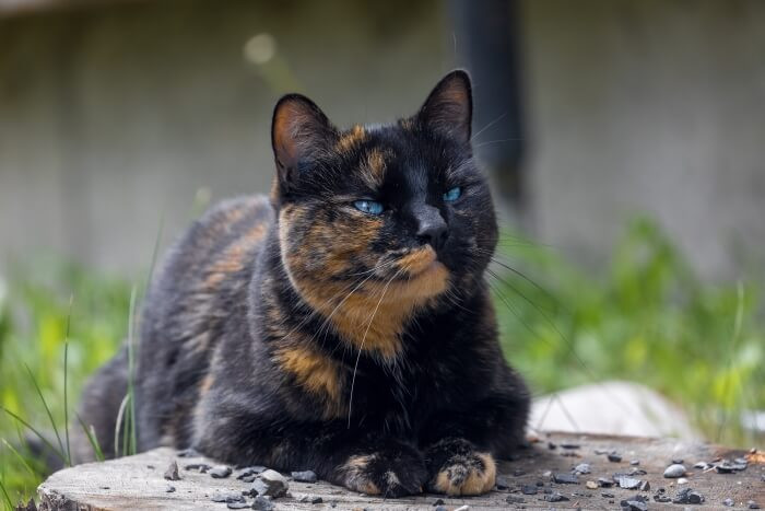 tortoiseshell cat lifespan