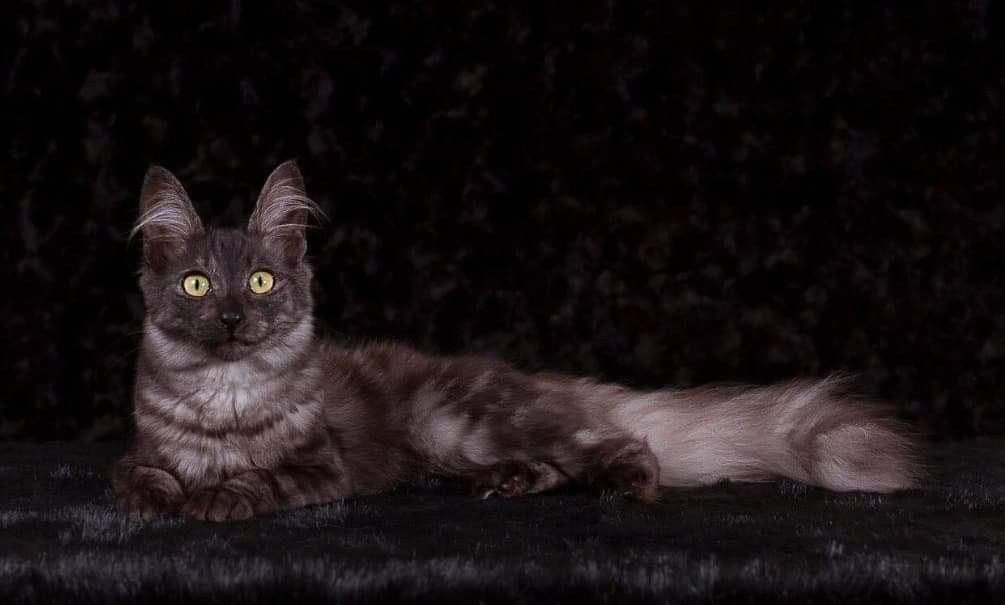 Independent black Turkish Angora cat elegantly lying down against a dark backdrop