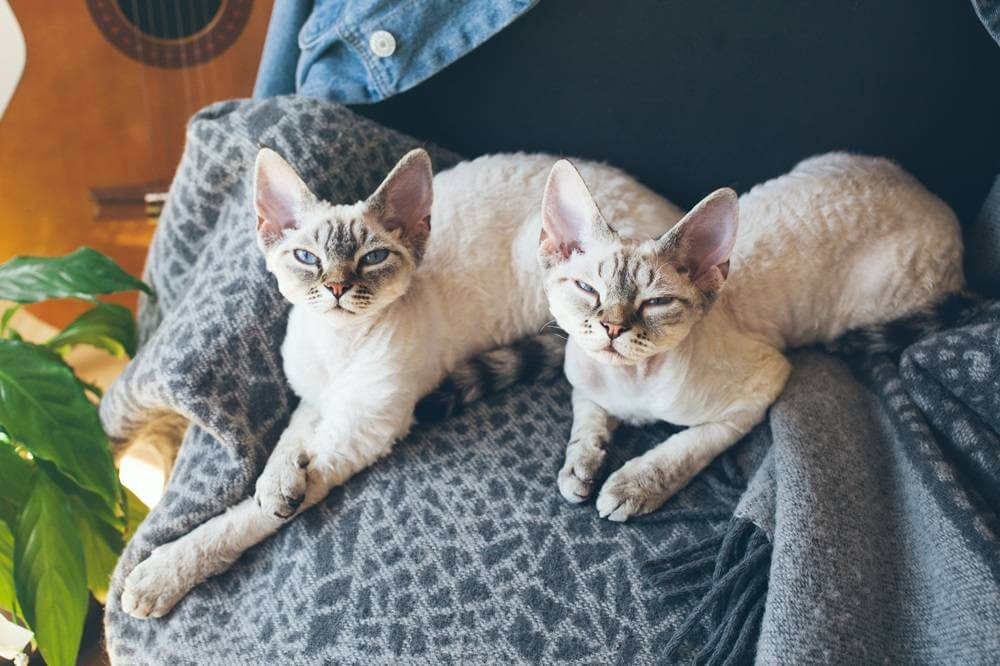 Two Devon Rex cats with sleepy expressions are snuggled together on a blanket.