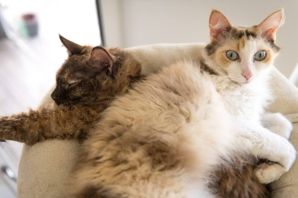 Two LaPerm cats with fluffy curly fur are lying closely together.