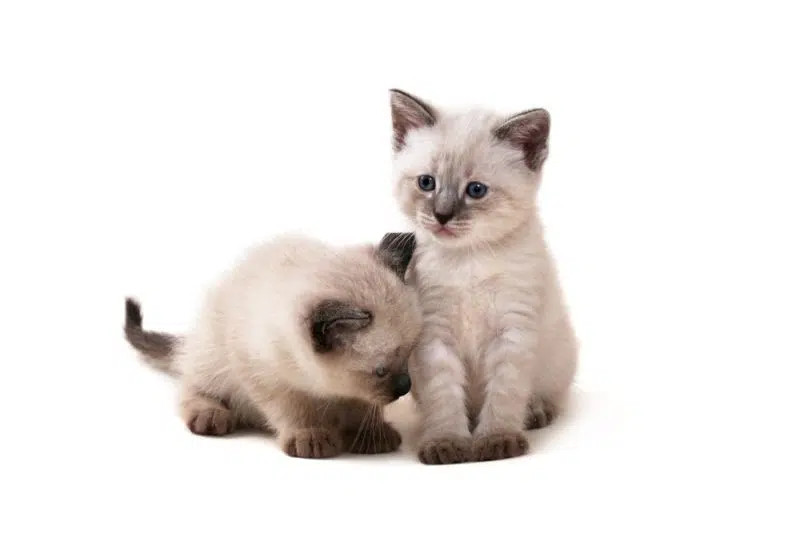 Two Siamese kittens playing