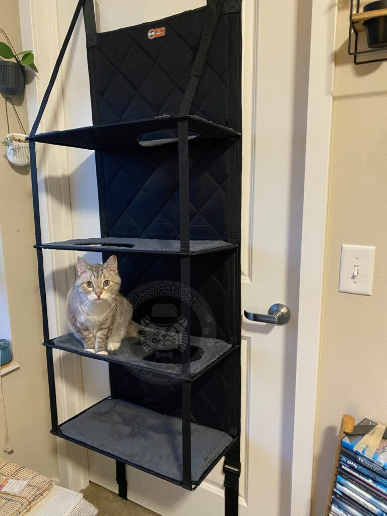 Zoloft the cat sitting on an over the cat door cat tower.
