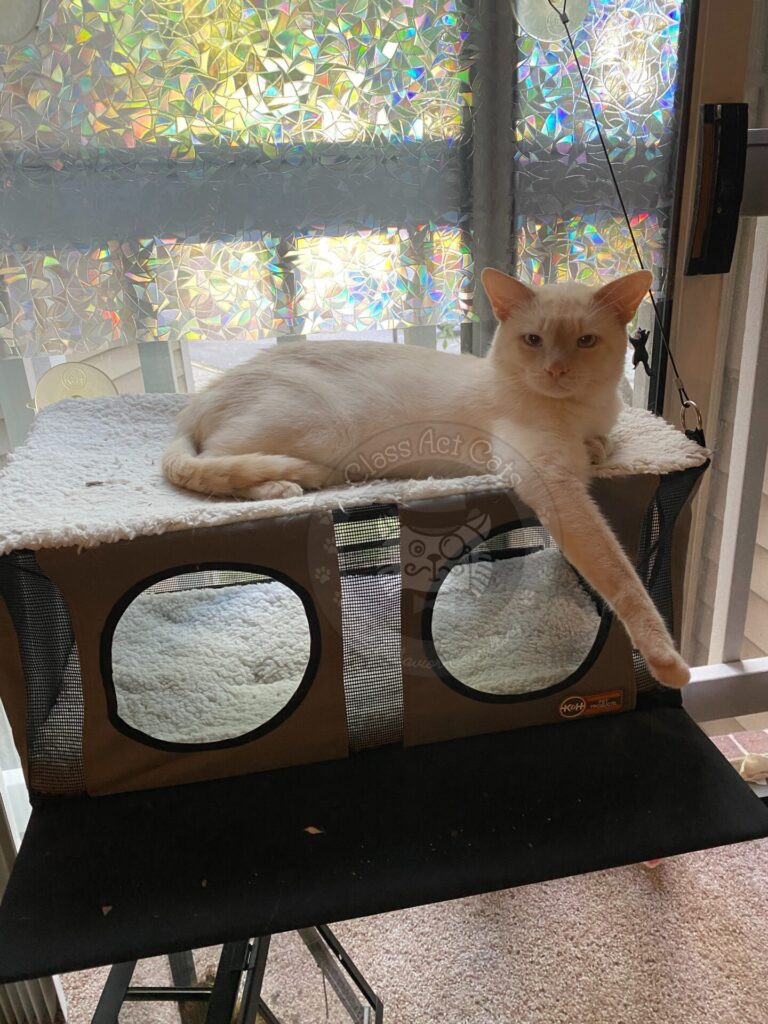 Prozac the cat is lounging on a window-mounted cat perch