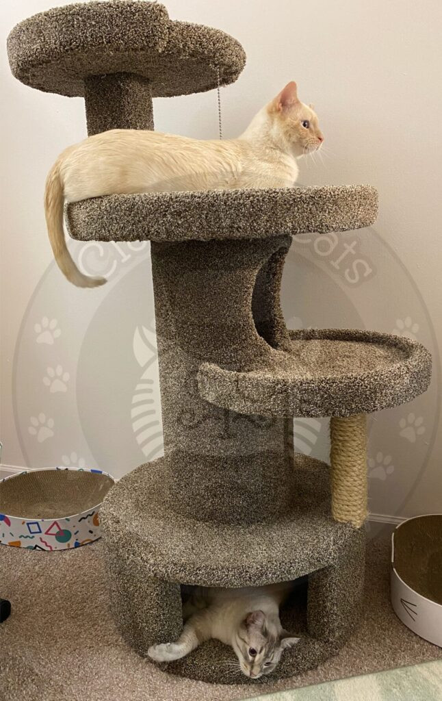 Two cats in a cat tree