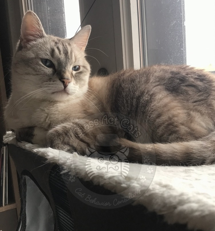 Zoloft the cat cat looking handsome on a window perch