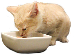 Denby at week seven, almost fully weaned and confidently eating regular food.