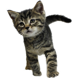 Tweed at eight weeks old, at the age where spaying or neutering is typically recommended.