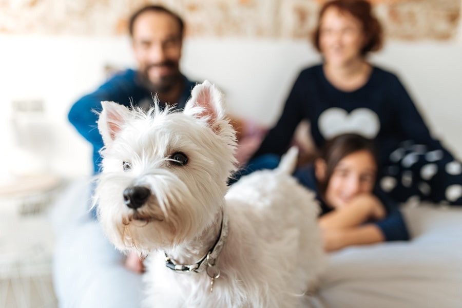 westie dog relaxing with family at home