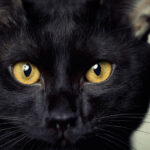 close-up of a Bombay cat with gold eyes