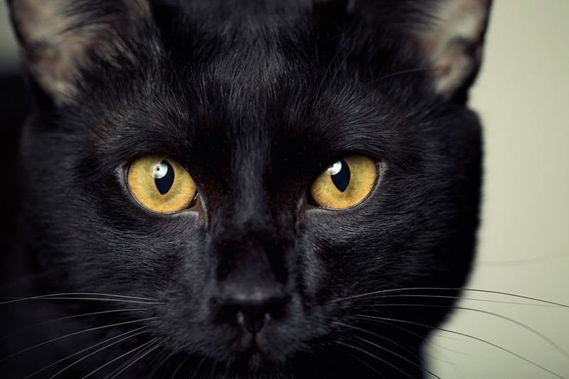 close-up of a Bombay cat with gold eyes