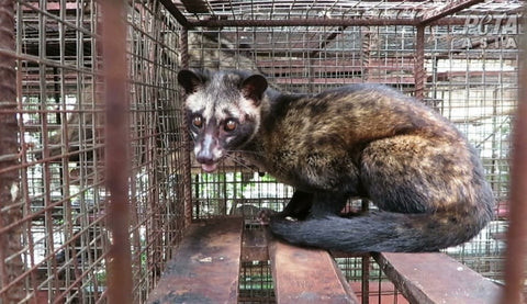 Caged Civets in Kopi Luwak Production