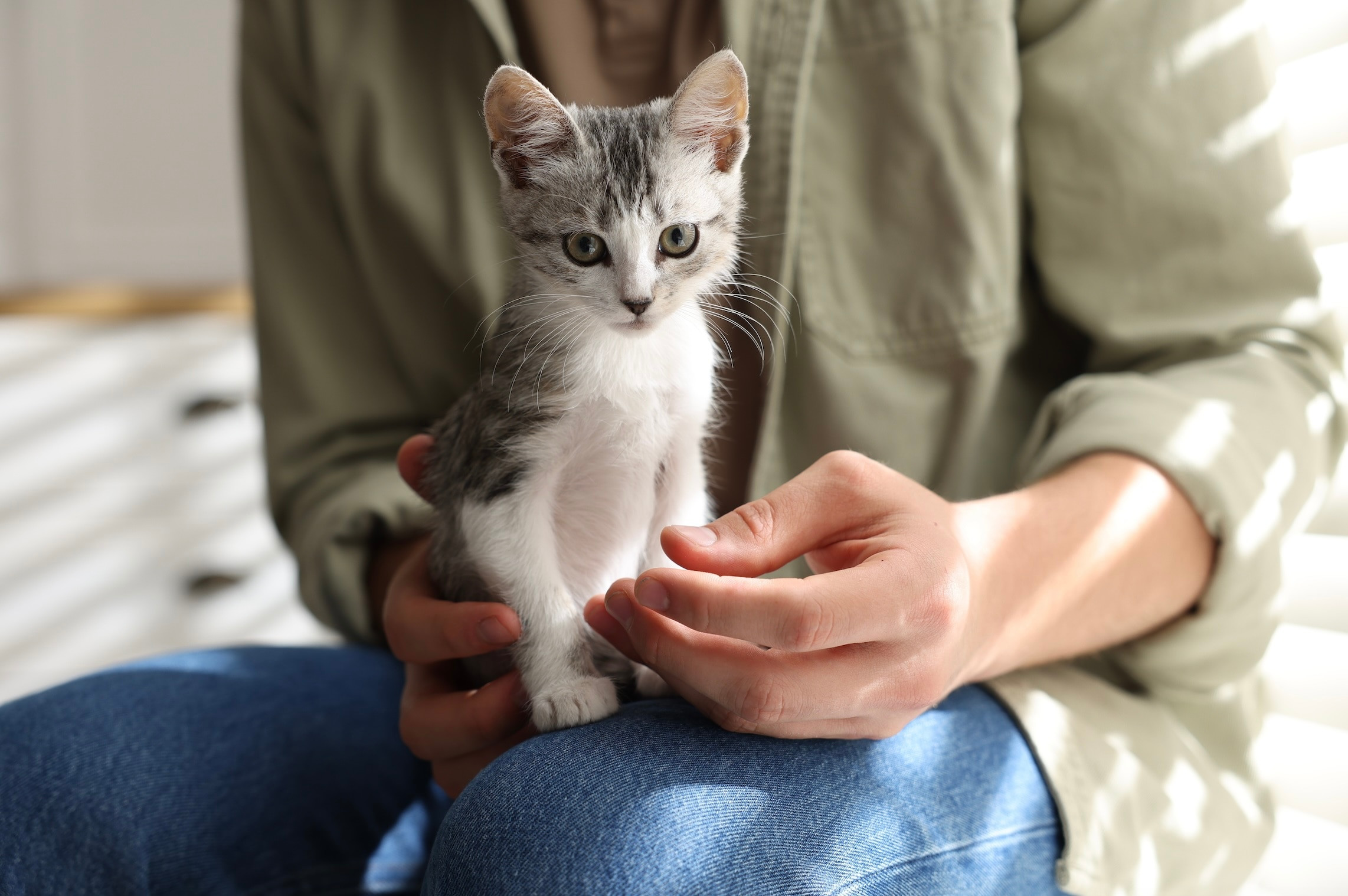 small gray tabby kitten sitting on a woman