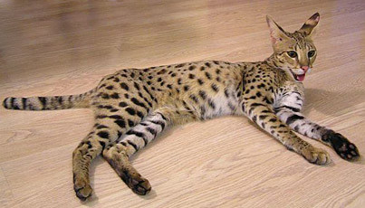 which savannah is right for you?