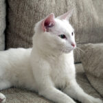 Solid white cat with blue eyes
