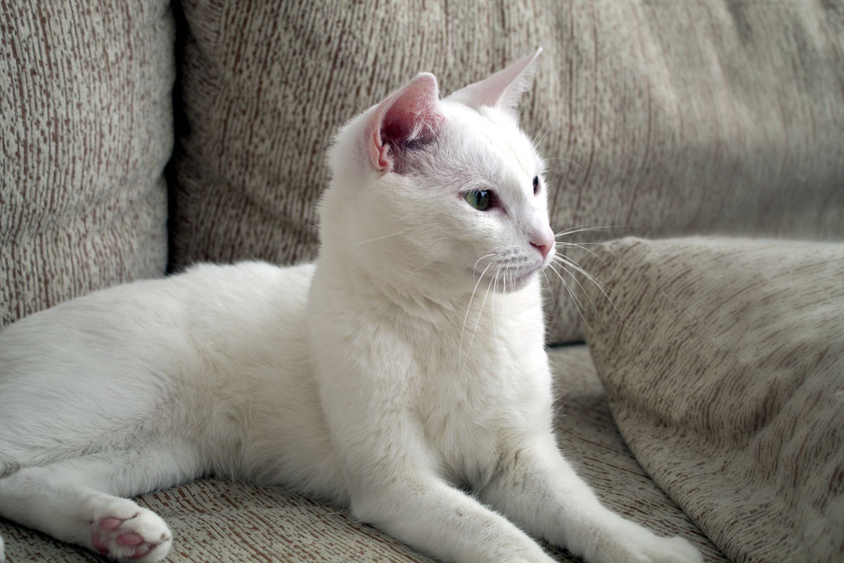 Solid white cat with blue eyes