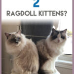Two fluffy Ragdoll kittens are perched on a chair, suggesting the benefits of adopting two Ragdoll cats for companionship and play.