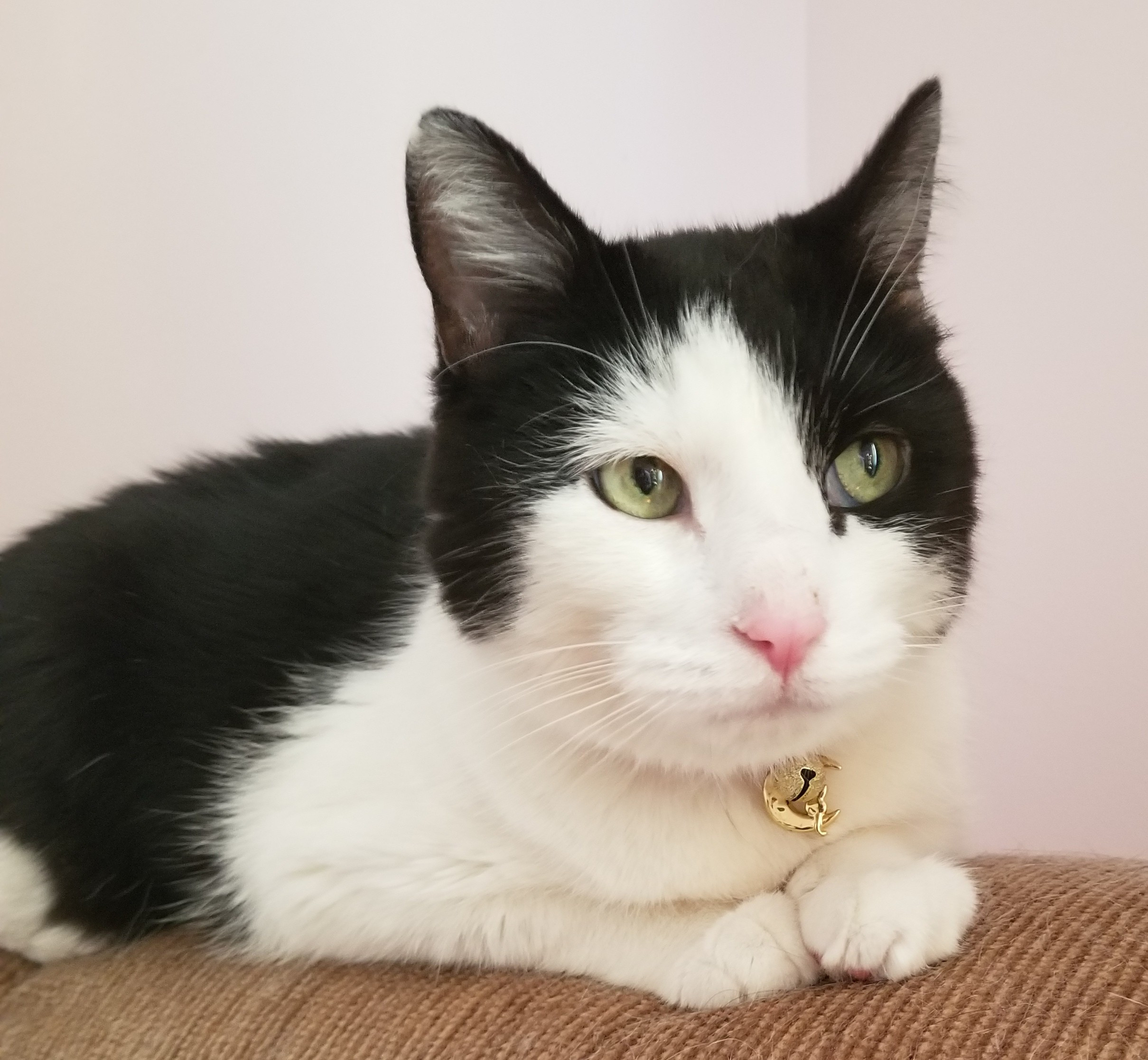 black and white cat