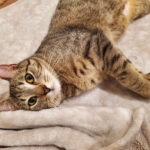 tabby cat laying on blanket