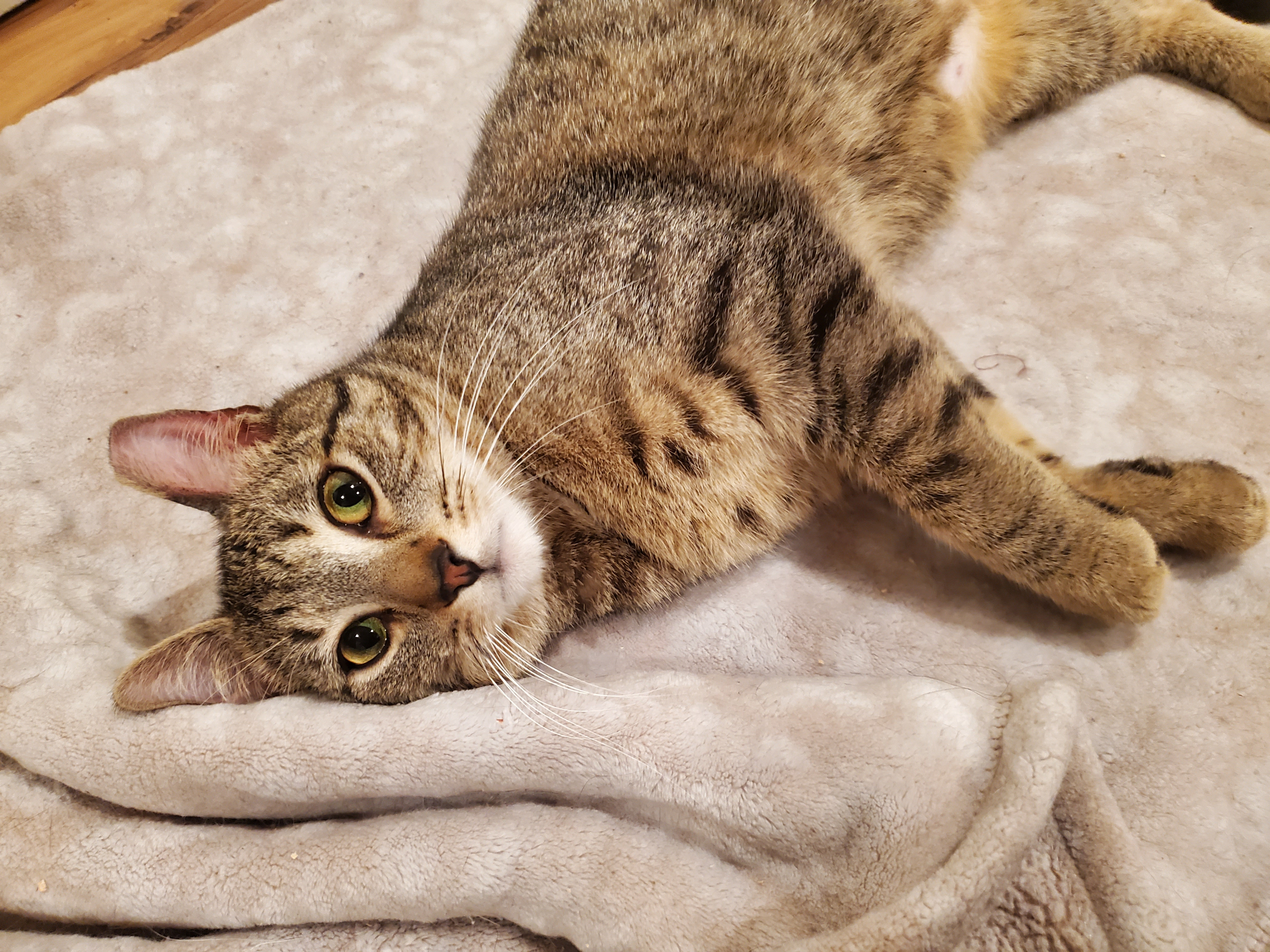 tabby cat laying on blanket