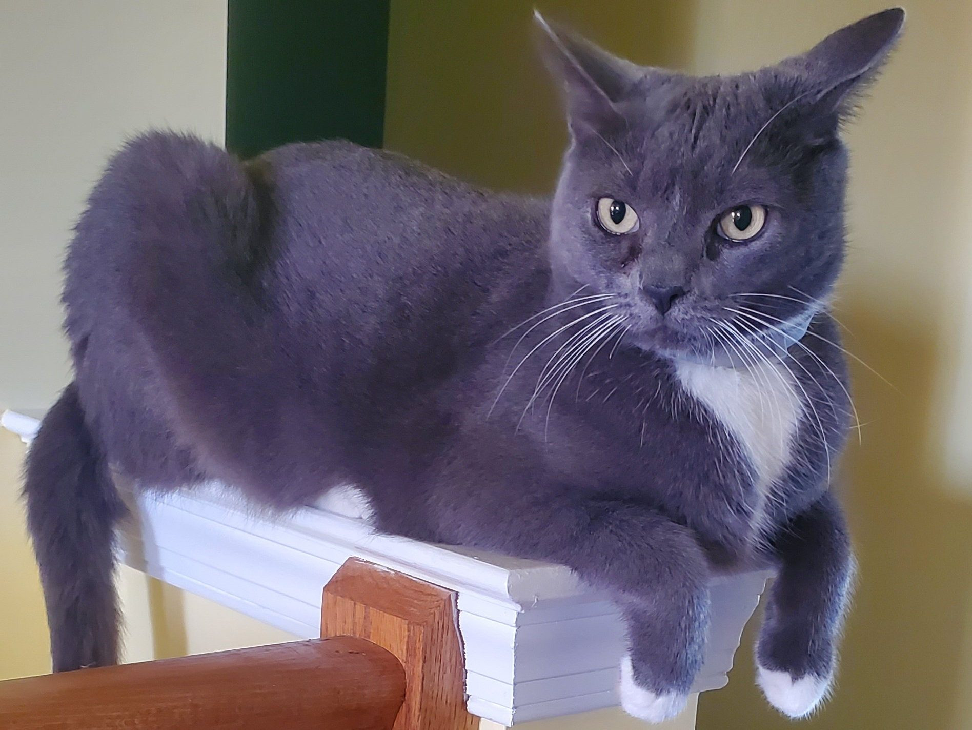 gray and white cat on perch