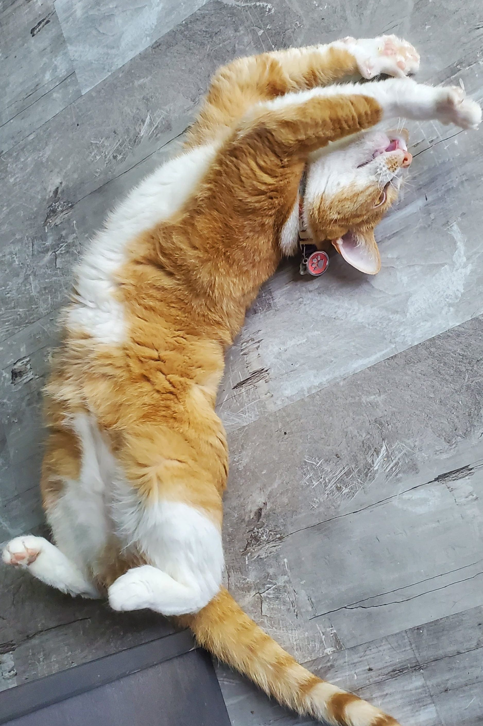 orange and white female cat