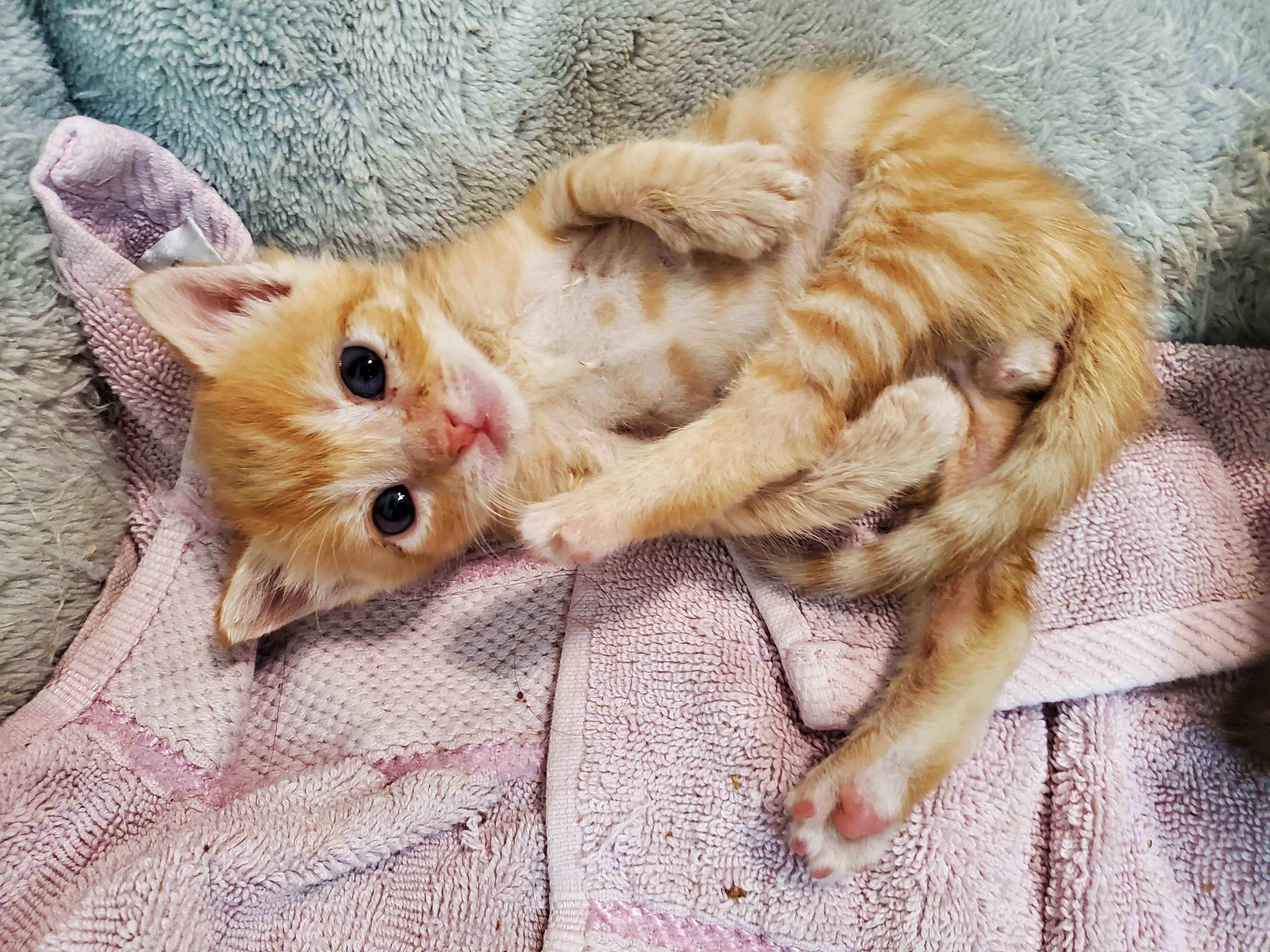 orange tabby kitten