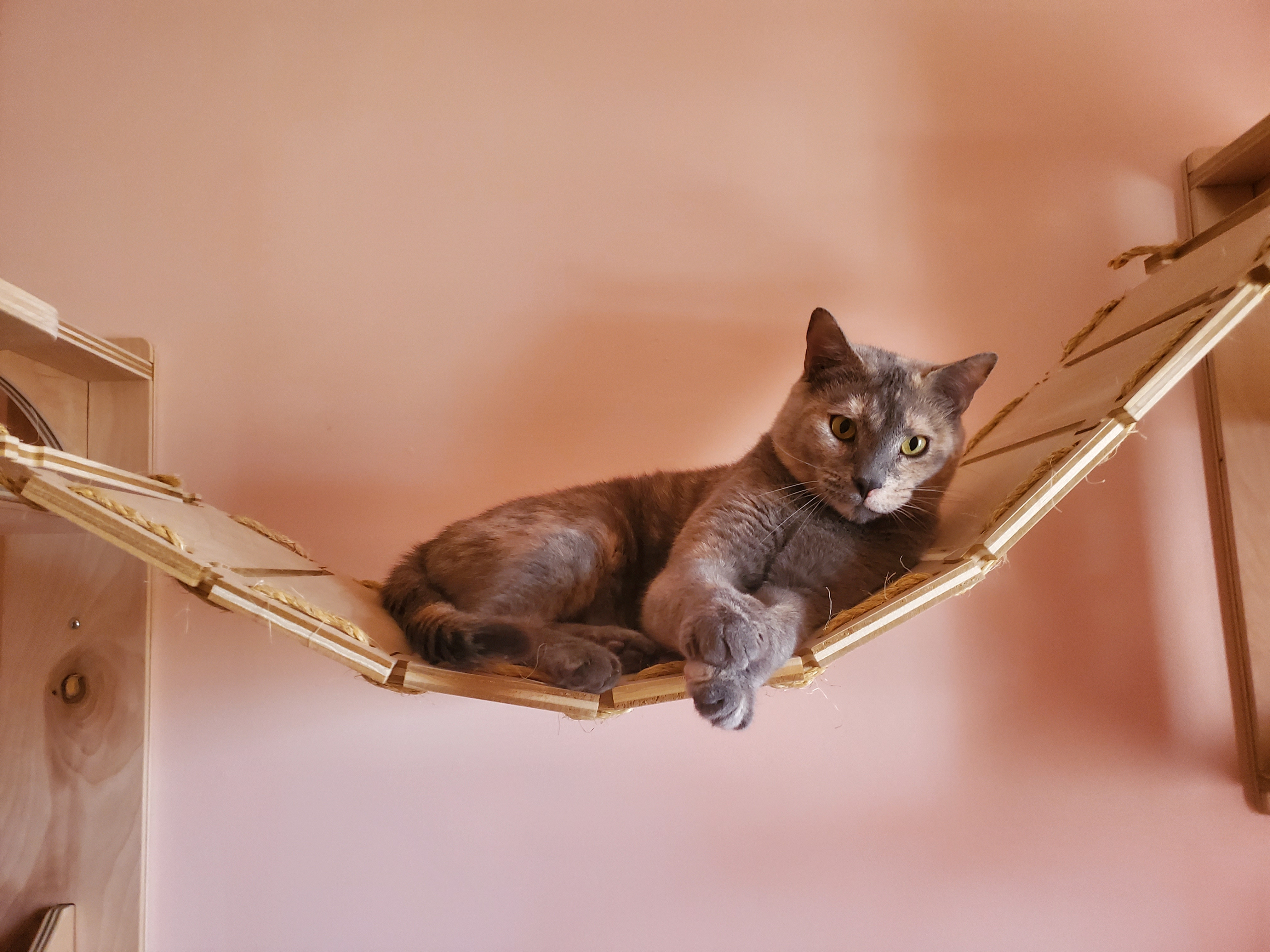 dilute tortie on walll bridge