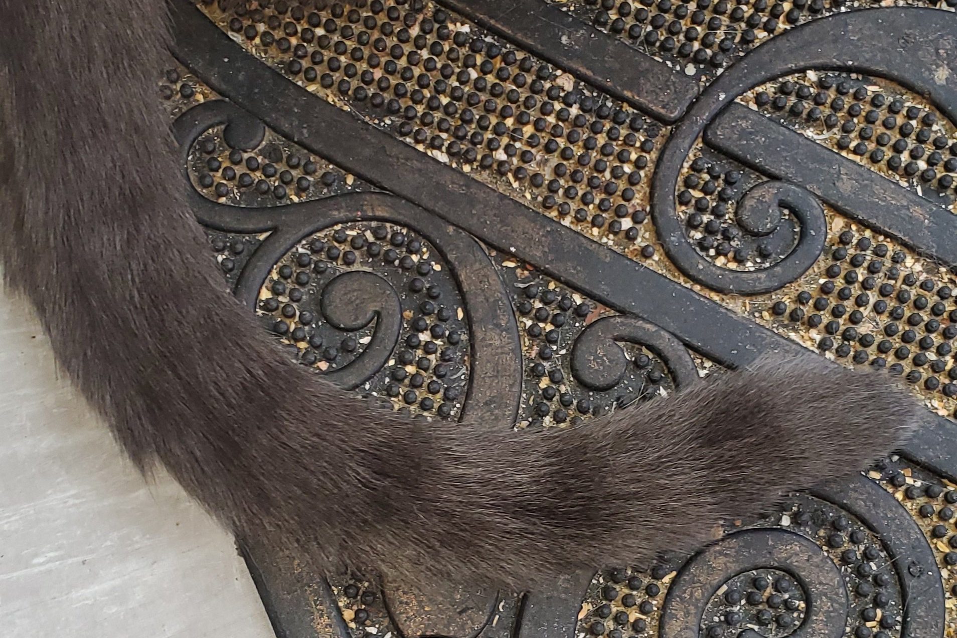 gray cat