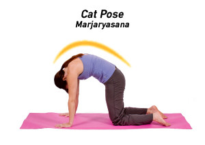 cat pose