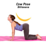 cow pose