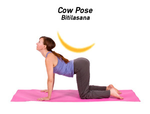 cow pose
