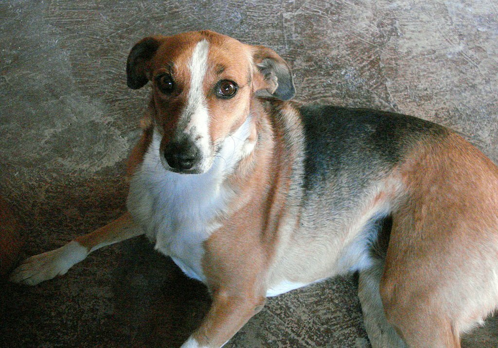 A Canis Africanis, showcasing a breed of dog that might be consumed in some regions