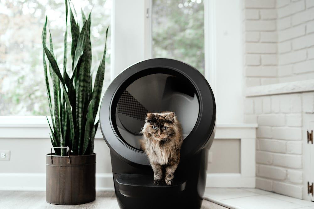 Siberian cat inside Litter-Robot 4 self cleaning litter box