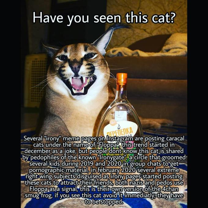 Have you seen this cat?