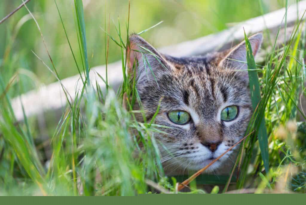 Brown tabby cat hiding in long grass, illustrating the challenges an indoor cat faces when lost outside, requiring them to quickly adapt to hunting and hiding.