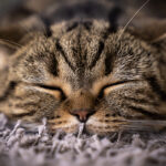 Cat Sleeping Peacefully