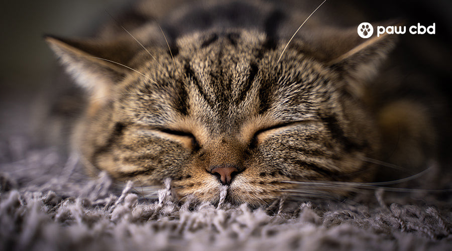 Cat Sleeping Peacefully