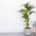 Kentia palm, Howea forsteriana