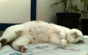 Pregnant cat