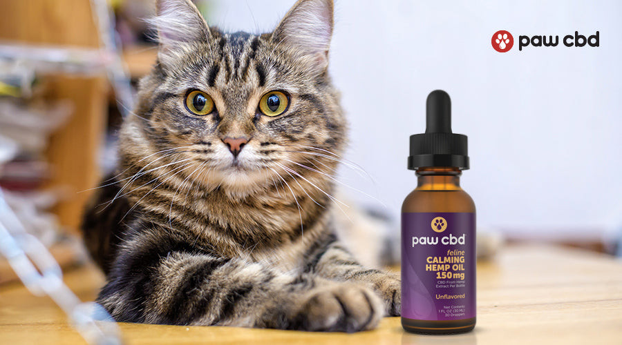 Cat with Calming Oil