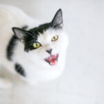 A tabby cat looking attentively with its mouth slightly open, as if meowing.